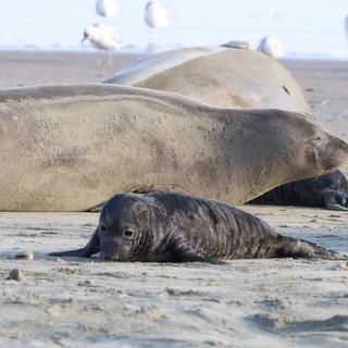 Elephant Seal Pup Resting Beside Adults on Beach