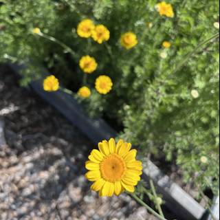 Sonoma Sunshine: A Glimpse Into My 2023 Regenerative Garden