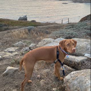 Leashed Dog on Rocky Hillside overlooking the Pacific Ocean