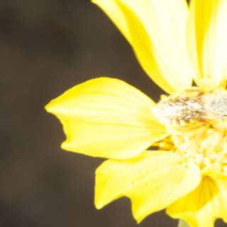 The Buzzing Bee on a Yellow Daisy