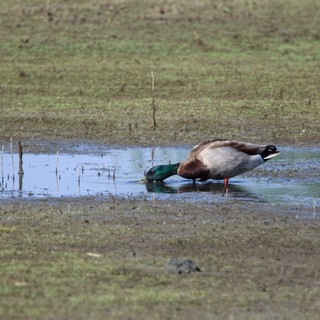 Mallard Duck Foraging in Shallow Wetland Waters