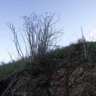 Resilience - A Lone Tree on Marin Headlands Hill 88