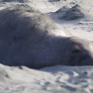 Elephant Seal Pup Resting on Sandy Beach