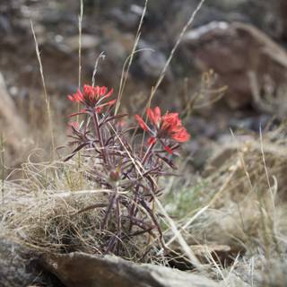 Lone Red Flower Amongst the Rocks