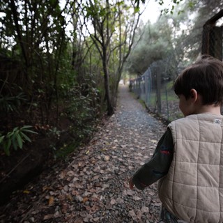 Child Exploring Leafy Path on Misty Morning Walk