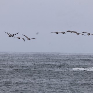 Pelicans Soaring Low Over Stormy Coastal Waters