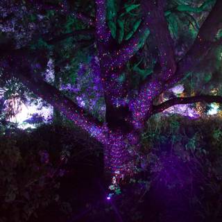 Enchanted Twilight