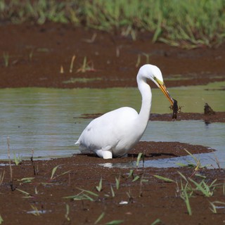 Great Egret Hunting in Flooded Wetland Habitat