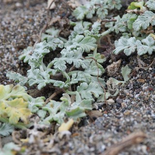 Silver-Leaved Beach Plants Thriving in Coastal Sand