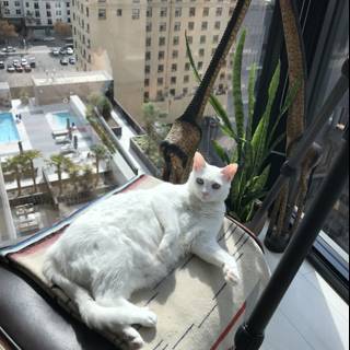 City Cat on Balcony Chair