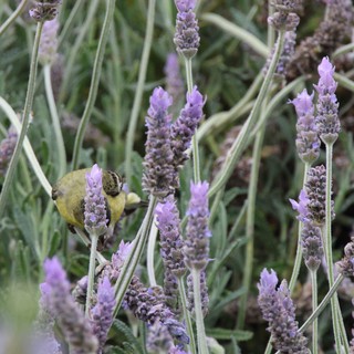 Yellow Bird Perched Among Purple Lavender Blooms
