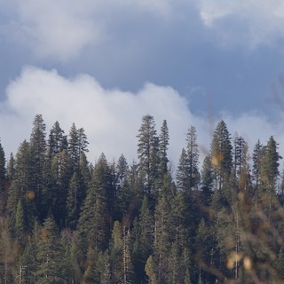 Misty Conifer Forest Under Dramatic Storm Clouds
