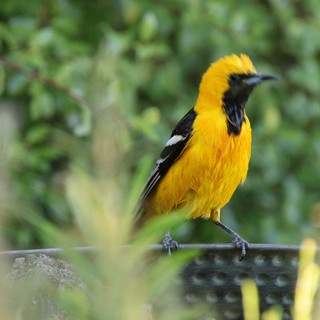 Hooded Oriole Perched on Wire in Natural Setting