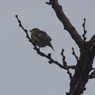 Small Bird Perched on Bare Winter Branches
