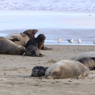 Elephant Seals and Seagulls Resting on Drakes Beach