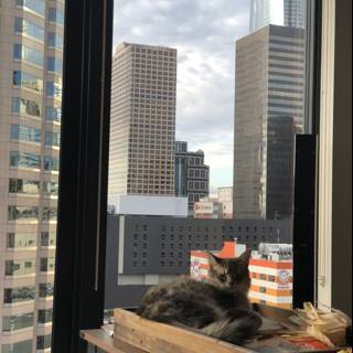 City Cat in the Sky
