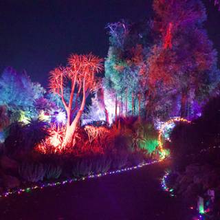 Enchanted Night at Ruth Bancroft Garden