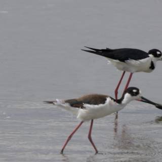 Graceful Pair in San Pablo Bay