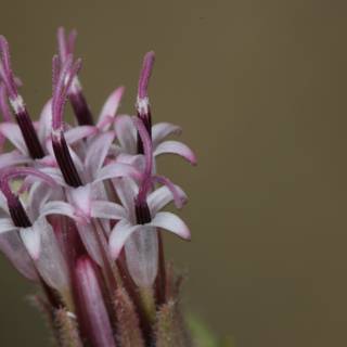 Purple Geranium in Full Bloom