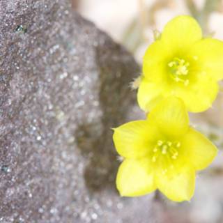 Sunny Blooms on a Rocky Outcrop