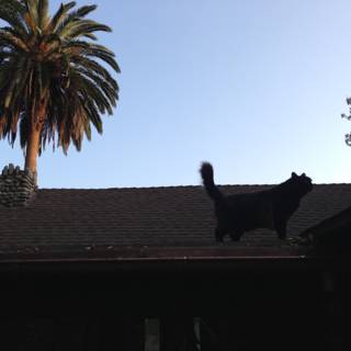 Silhouette of a Cat on a Palm Tree Roof