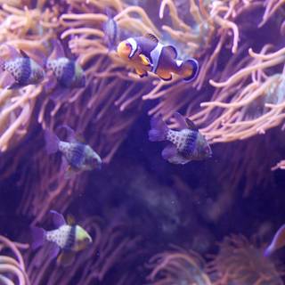 Vibrant Dance: Anemone Fish and Coral Wonderland