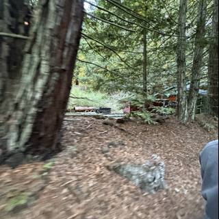 Hidden Trail Through Tilden's Woods