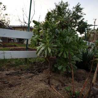 community garden