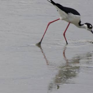 Graceful Duet at the Bay