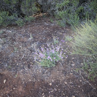 Desert Wildflower Blooming Among Arid Scrubland