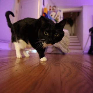 Black and White Cat Approaching Camera in Purple-Lit Room
