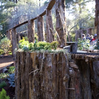 California Redwood National or State Park