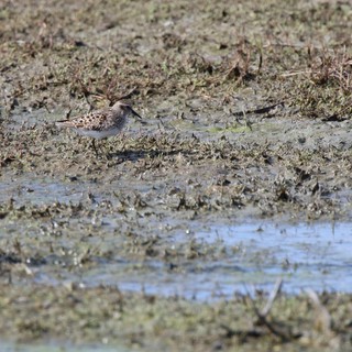 Least Sandpiper Foraging in Mudflat Wetlands
