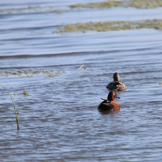 Cinnamon Teal and Female Ducks in Wetland Habitat