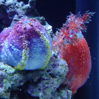 Colorful Sea Anemones
