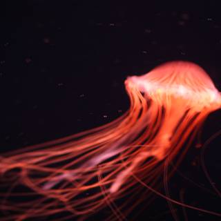 Enchanting Underwater Jellyfish