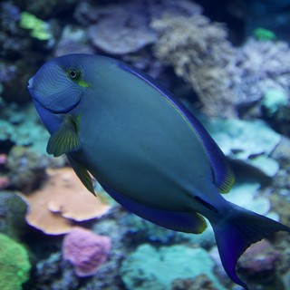 aquarium or natural coral reef