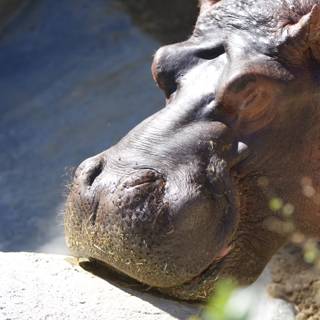 Hungry Hippo at the Zoo