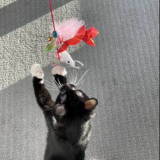 Curious Cat Plays with Toy