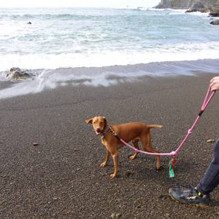 Walking the Canine Companion Along the Picturesque Jenner Beach