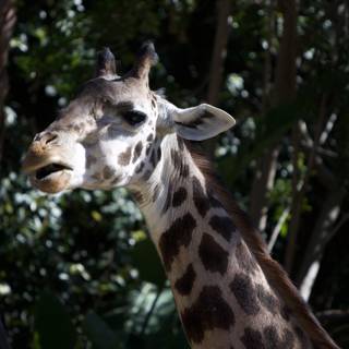 Curious Giraffe in the Zoo