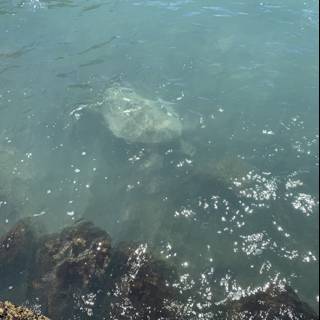 A Sea Turtle Swimming Near Rocky Shores