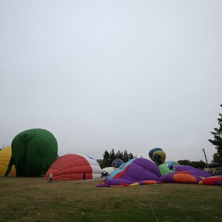 Hot Air Balloons Being Inflated at Morning Festival