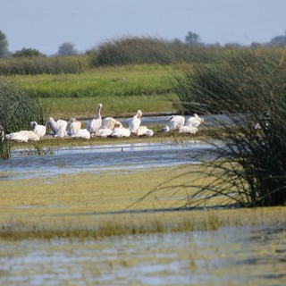 White Pelicans Resting on Wetland Island Sanctuary