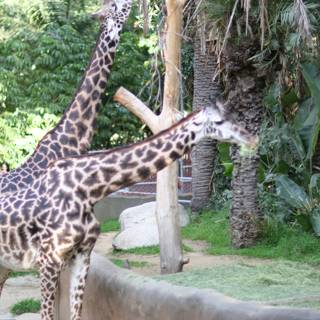 Giraffe Duo at the Zoo