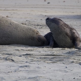 Elephant Seal Mother and Pup Resting on Sandy Beach