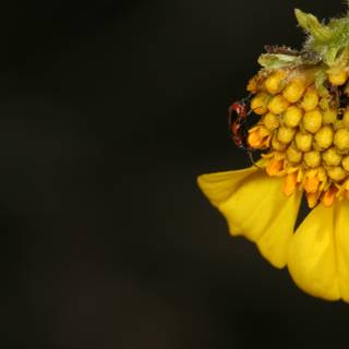 Ladybug enjoying a sunny day on a yellow flower
