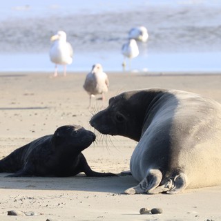 Mother Seal and Pup Tender Moment on Beach