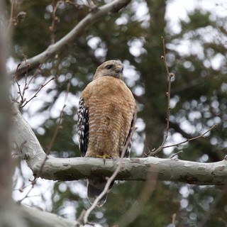 Red-Shouldered Hawk Perched on Winter Branch