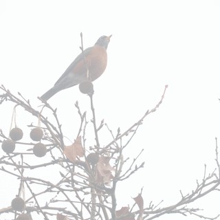 Robin Perched in Foggy Winter Branches